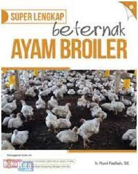 Bertenak ayam broiler