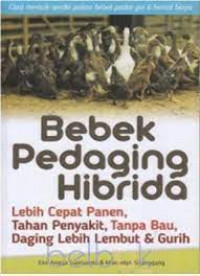 Bebek pedaging hibrida lebih cepat panen, tahan penyakit, tanpa bau, dagimg lebih lembut dan gurih