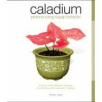 Caladium pesona sang sayap bidadari